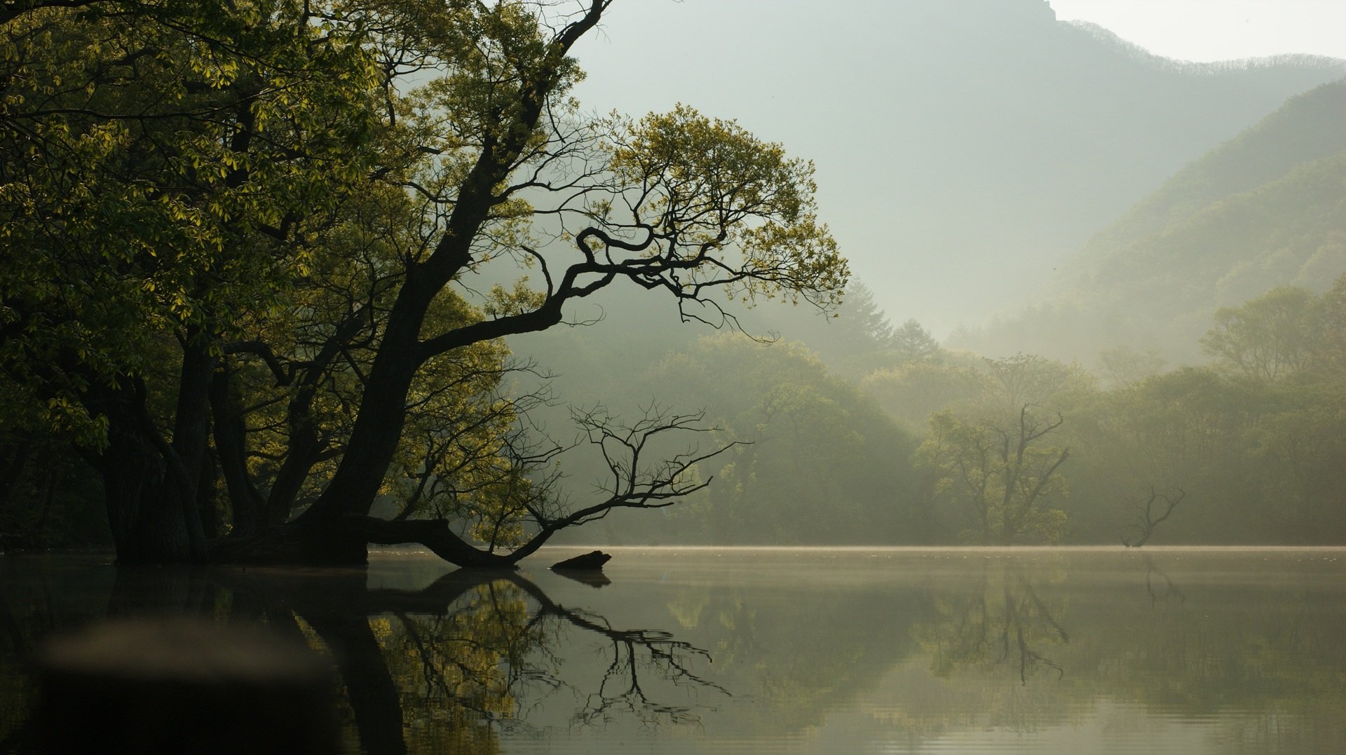 Lake in Nature