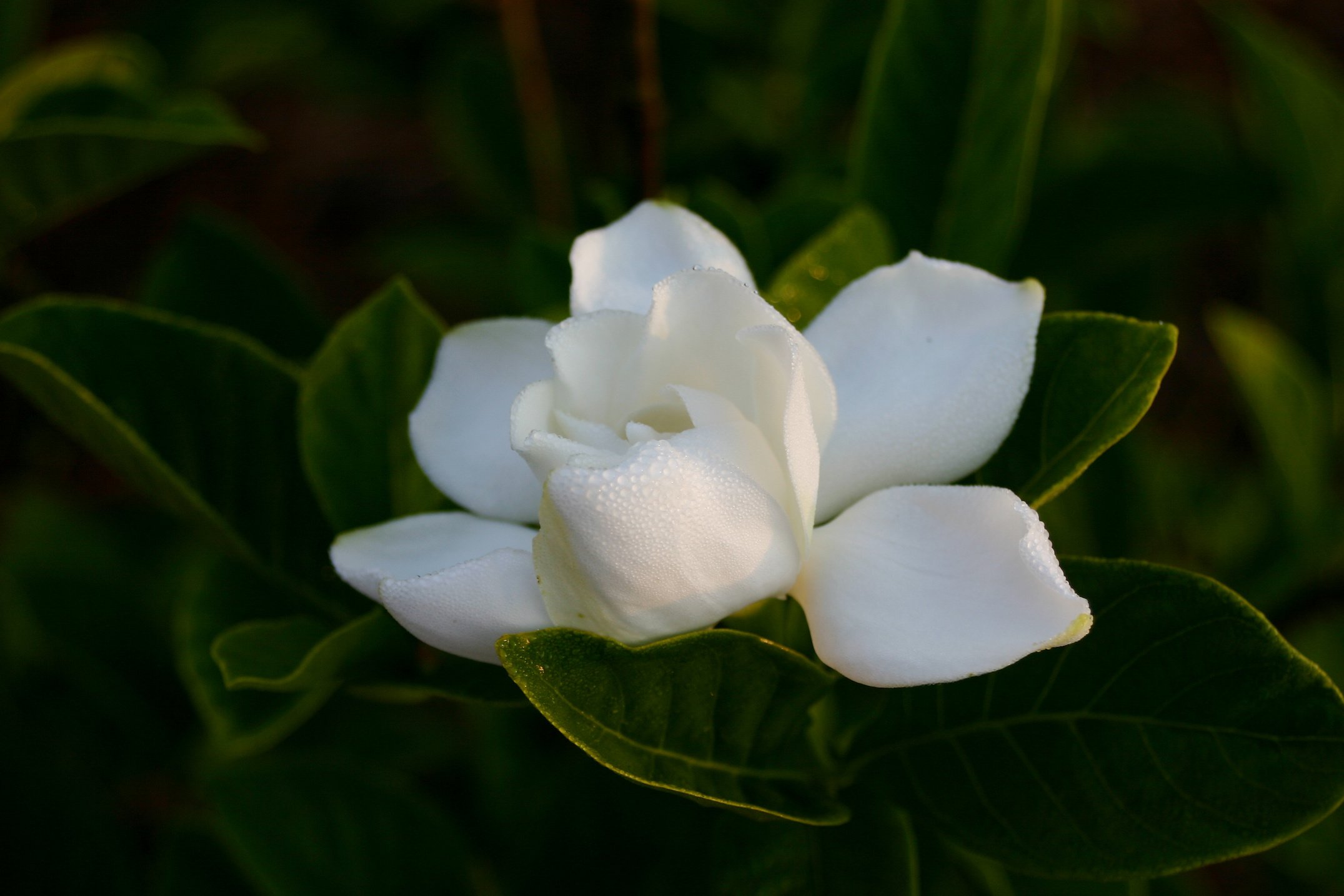 Gardenia