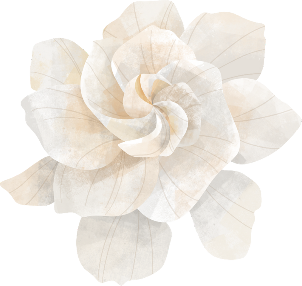 Gardenia Flower Illustration